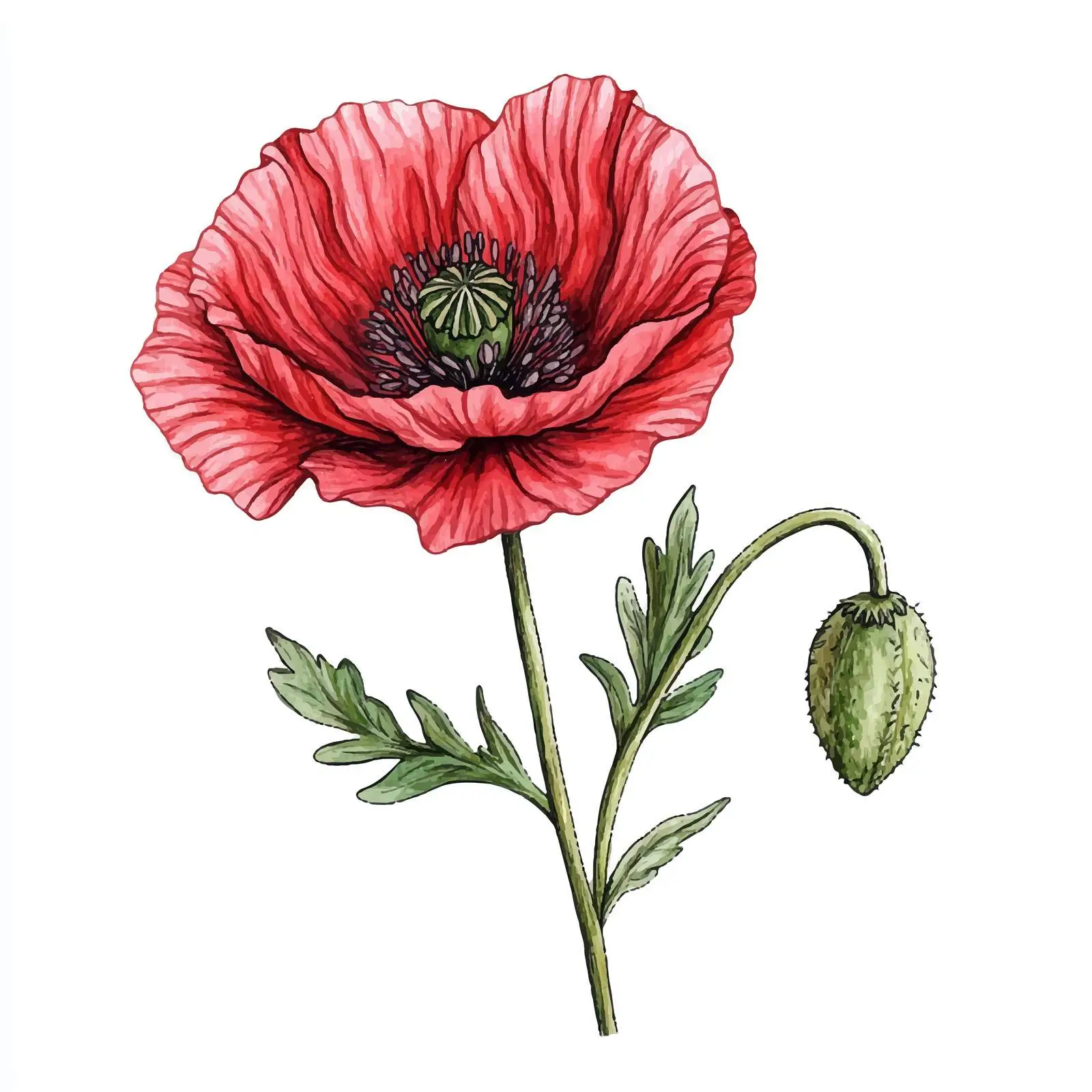 Hand-Drawn Poppy Bud Watercolor — free download from Dotvec