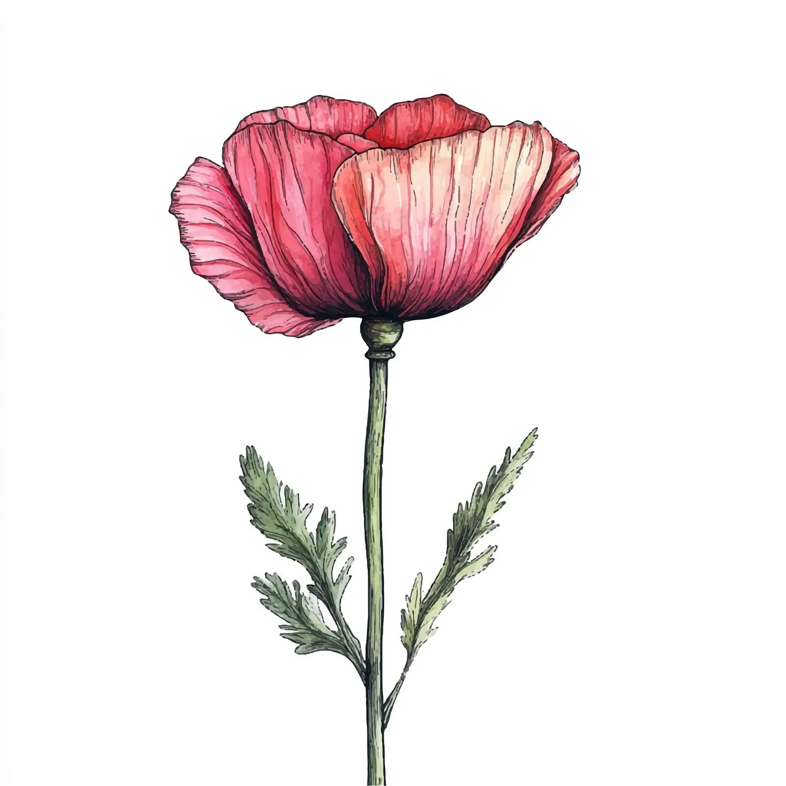 Colorful Hand-Drawn Poppy Bud Sketch — free download from Dotvec