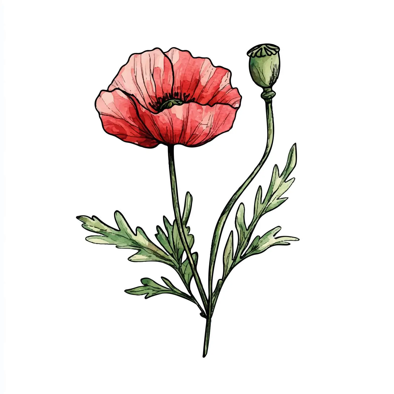 Colorful Hand-drawn Poppy Bud Sketch — free download from Dotvec