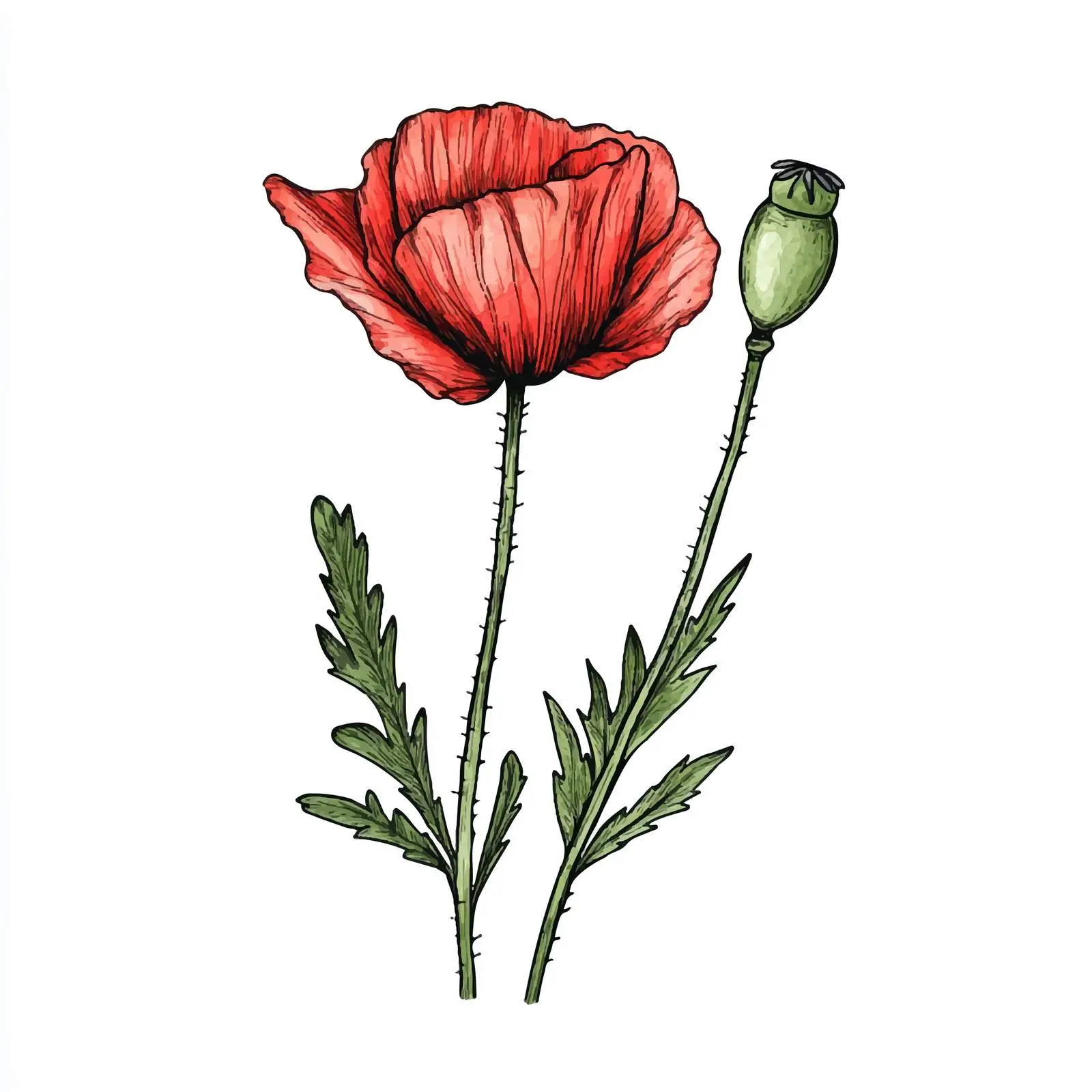 Vibrant Hand-Drawn Poppy Bud Sketch — free download from Dotvec