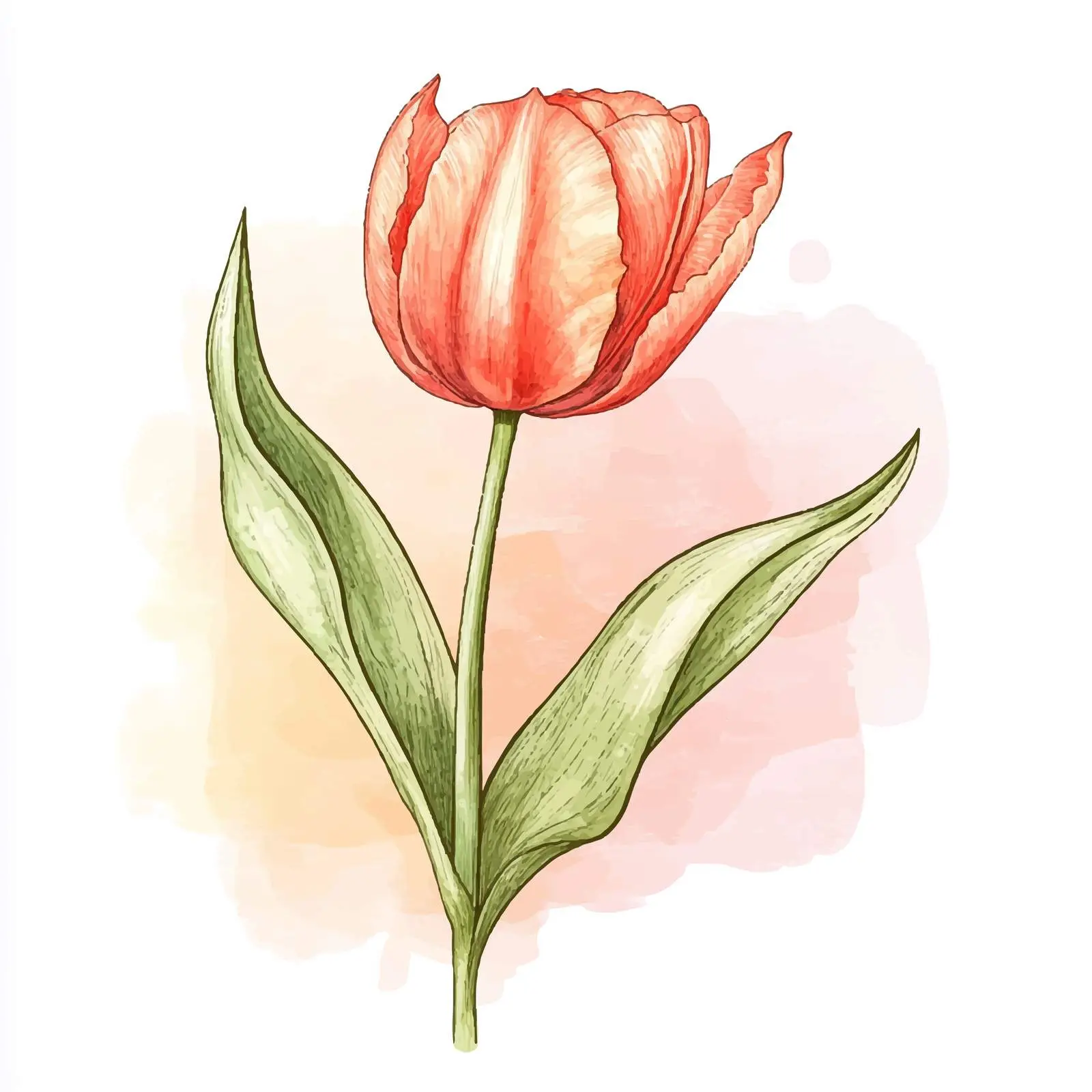 Colorful Hand-Drawn Tulip Bulb Sketch — free download from Dotvec