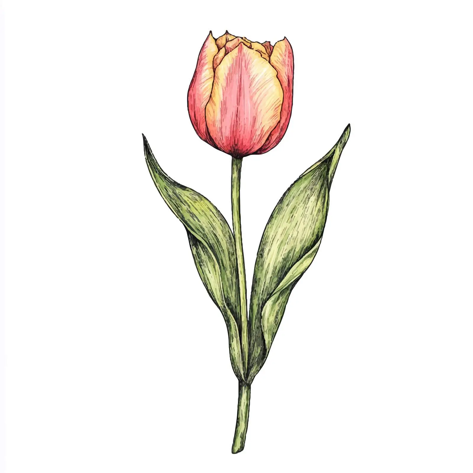 Hand-Drawn Watercolor Tulip Bulb Sketch — free download from Dotvec
