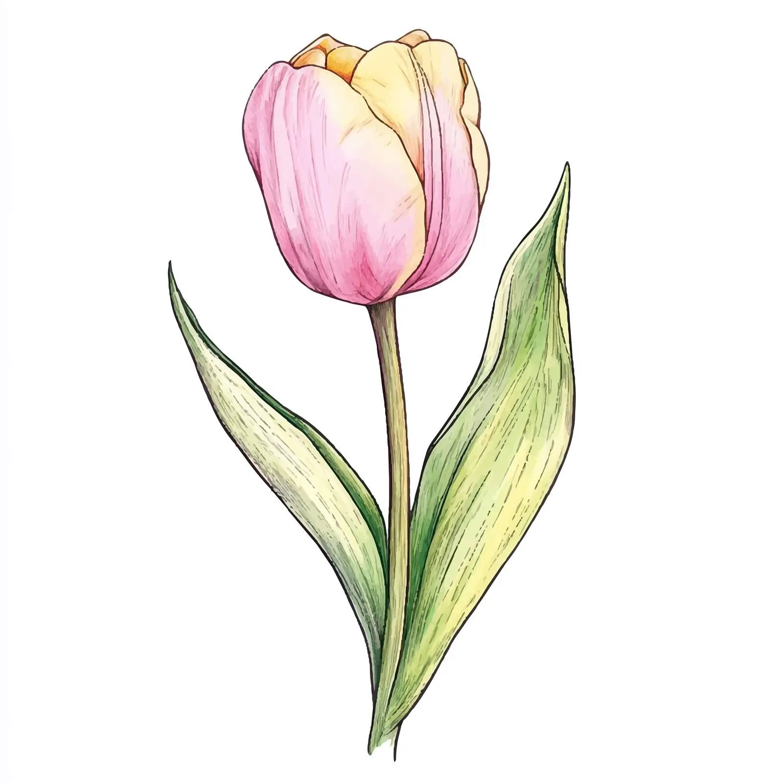 Colorful Watercolor Tulip Bulb Illustration — free download from Dotvec