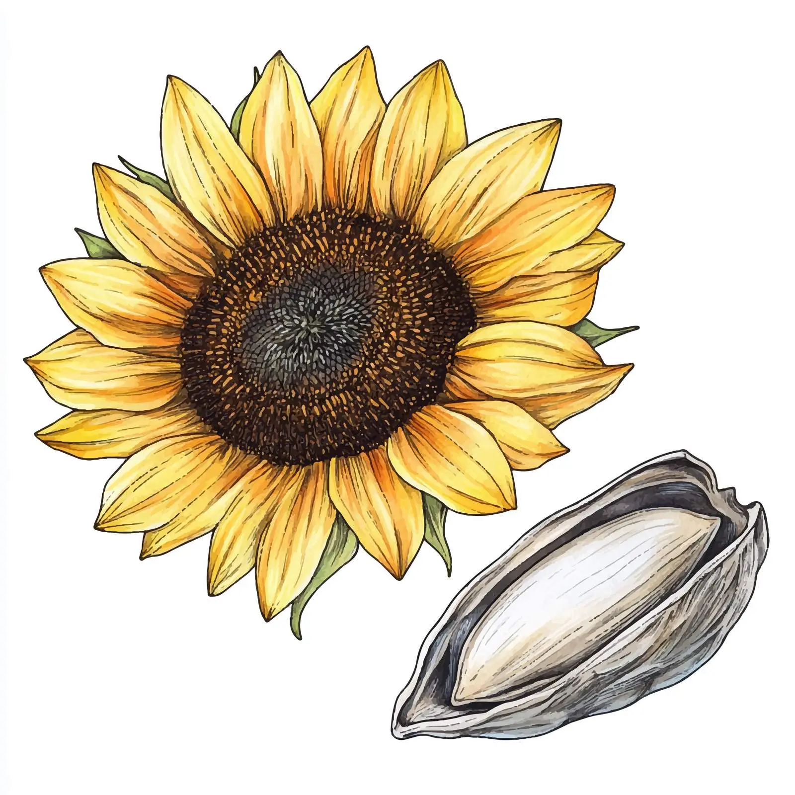 Colorful Hand-Drawn Sunflower Seed Illustration — free download from Dotvec