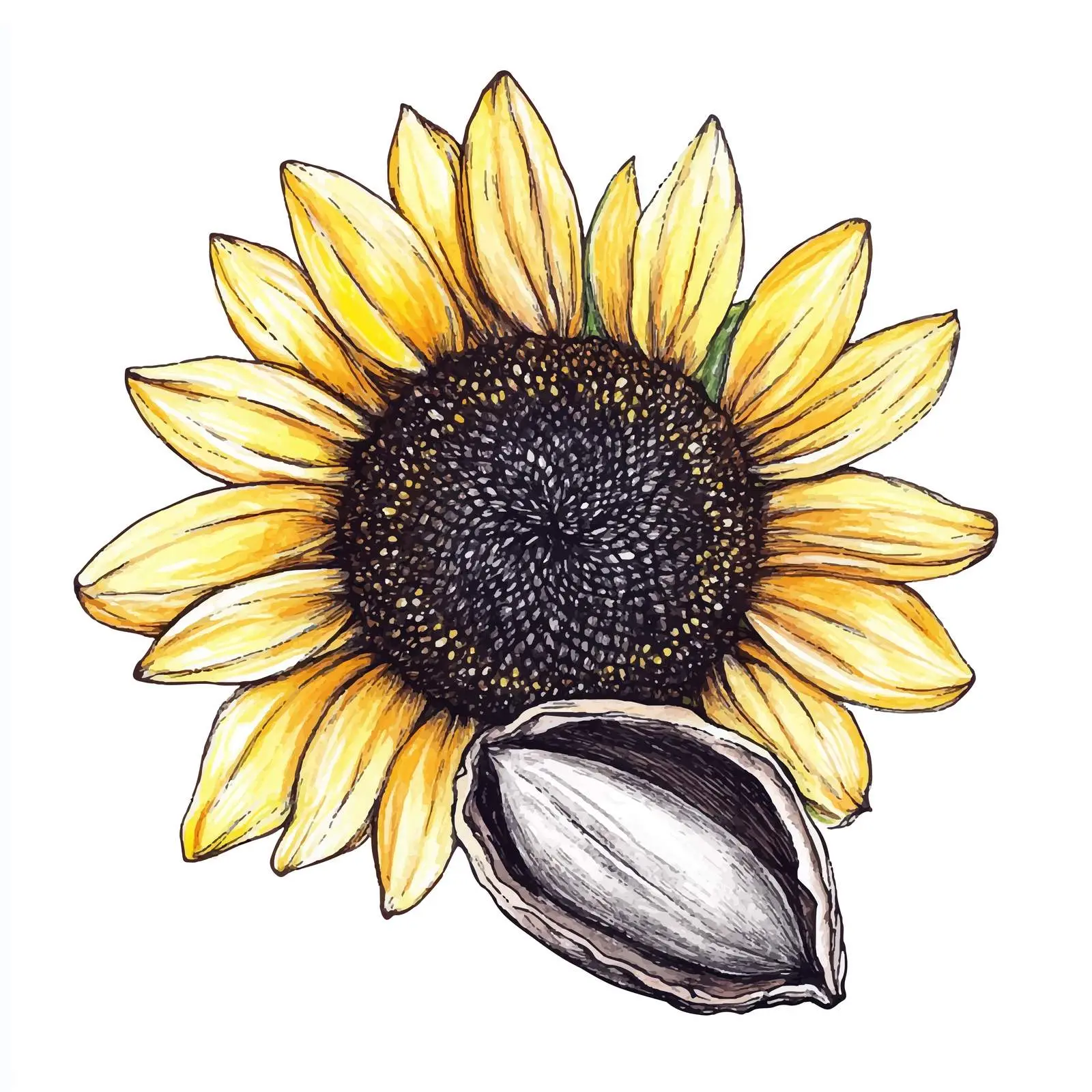 Colorful Hand-Drawn Sunflower Seed Vector — free download from Dotvec