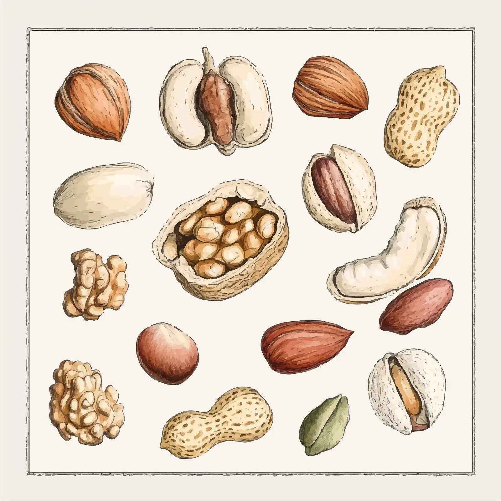 Colorful Hand-Drawn Nut Sketch Set — free download from Dotvec