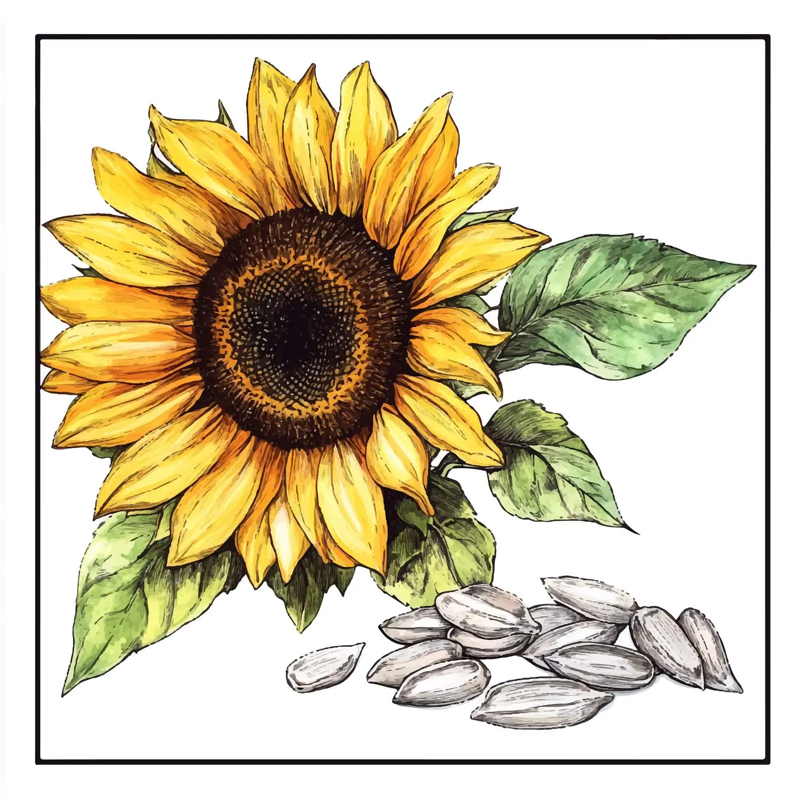 Colorful Hand-Drawn Sunflower Sketches — free download from Dotvec