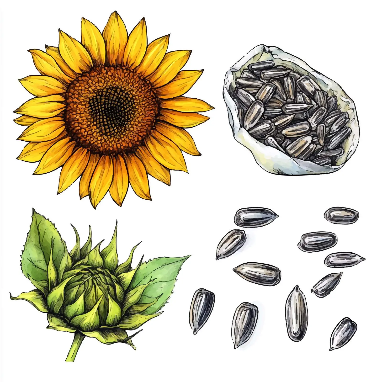 Colorful Hand-Drawn Sunflower Sketches — free download from Dotvec