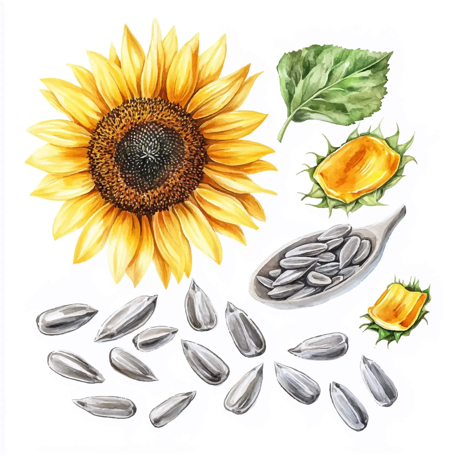 Hand-Drawn Sunflower Watercolor Vectors — free download from Dotvec