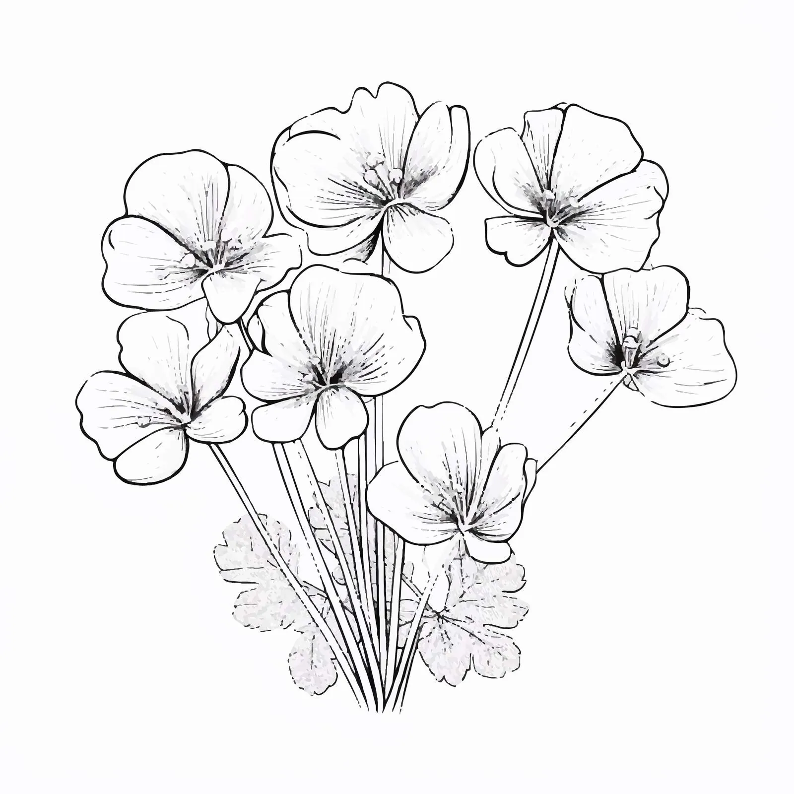 Common Wood Sorrel Sketchy Botanical Illustration – free sketch illustration image from Dotvec