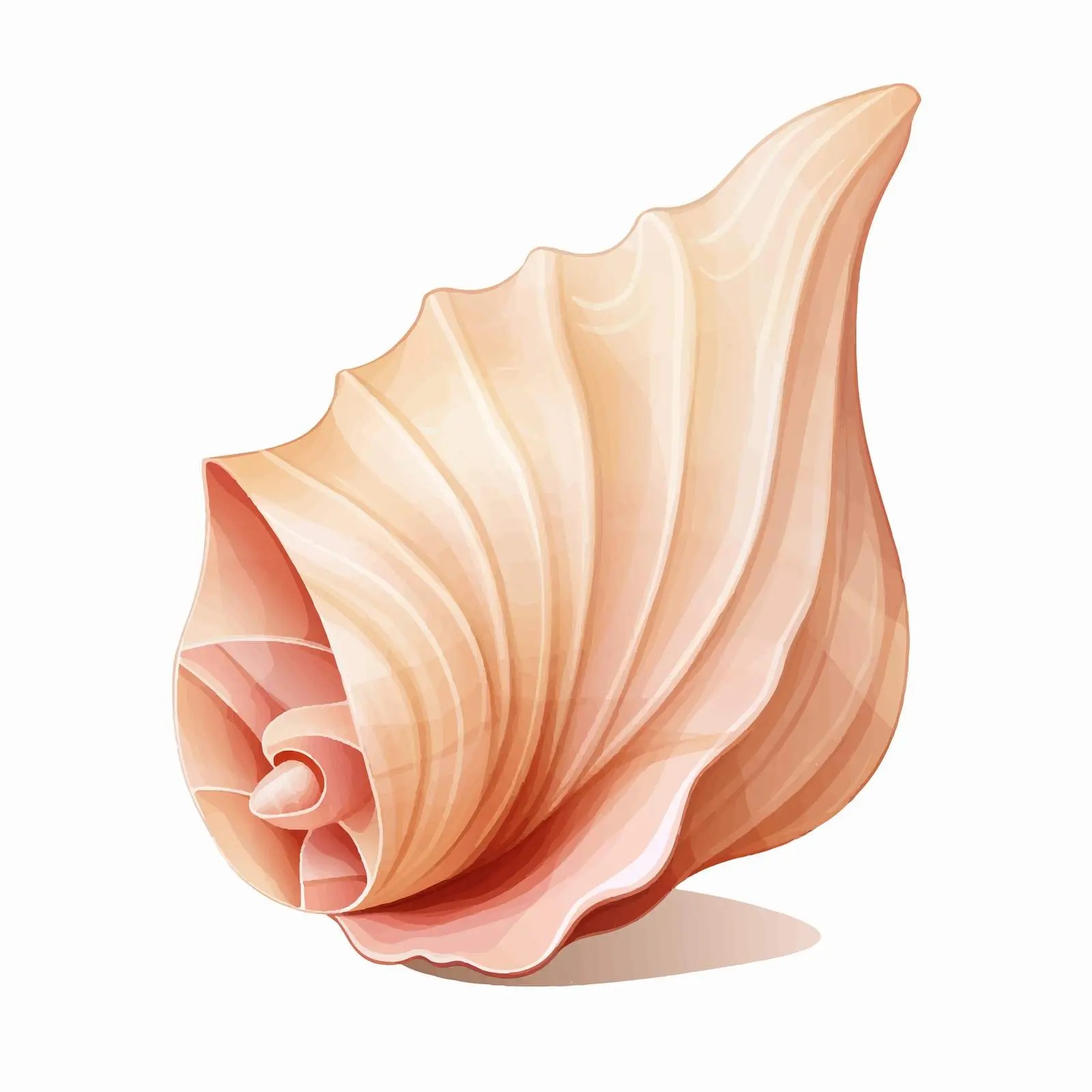 Conch Shell Vector Illustration on White Background — free download from Dotvec