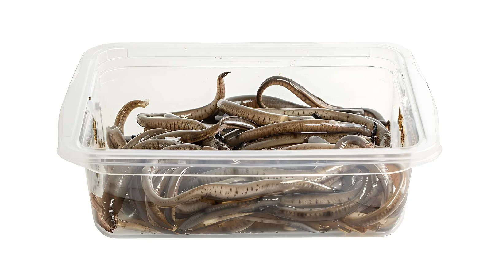 Clear Container Filled with Elvers on White — free download from Dotvec