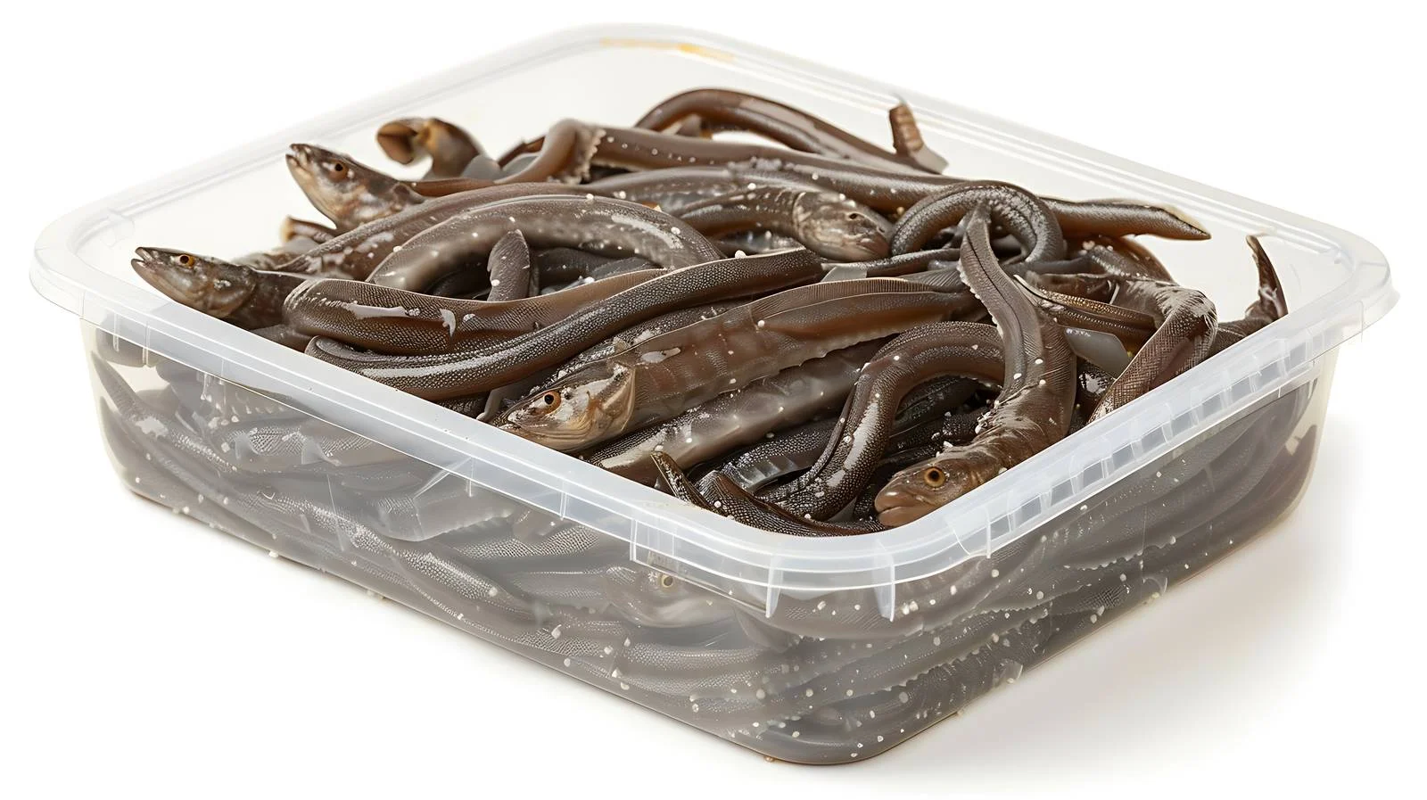 Transparent Container of Elvers on White — free download from Dotvec