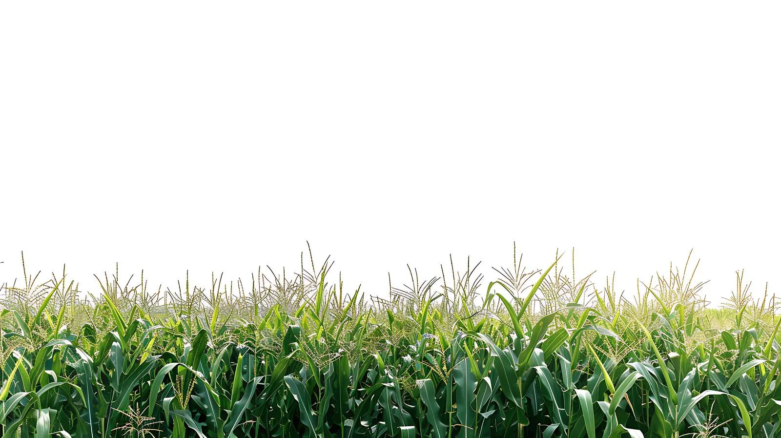 Vibrant Corn and Wheat Fields in Minnesota — free download from Dotvec