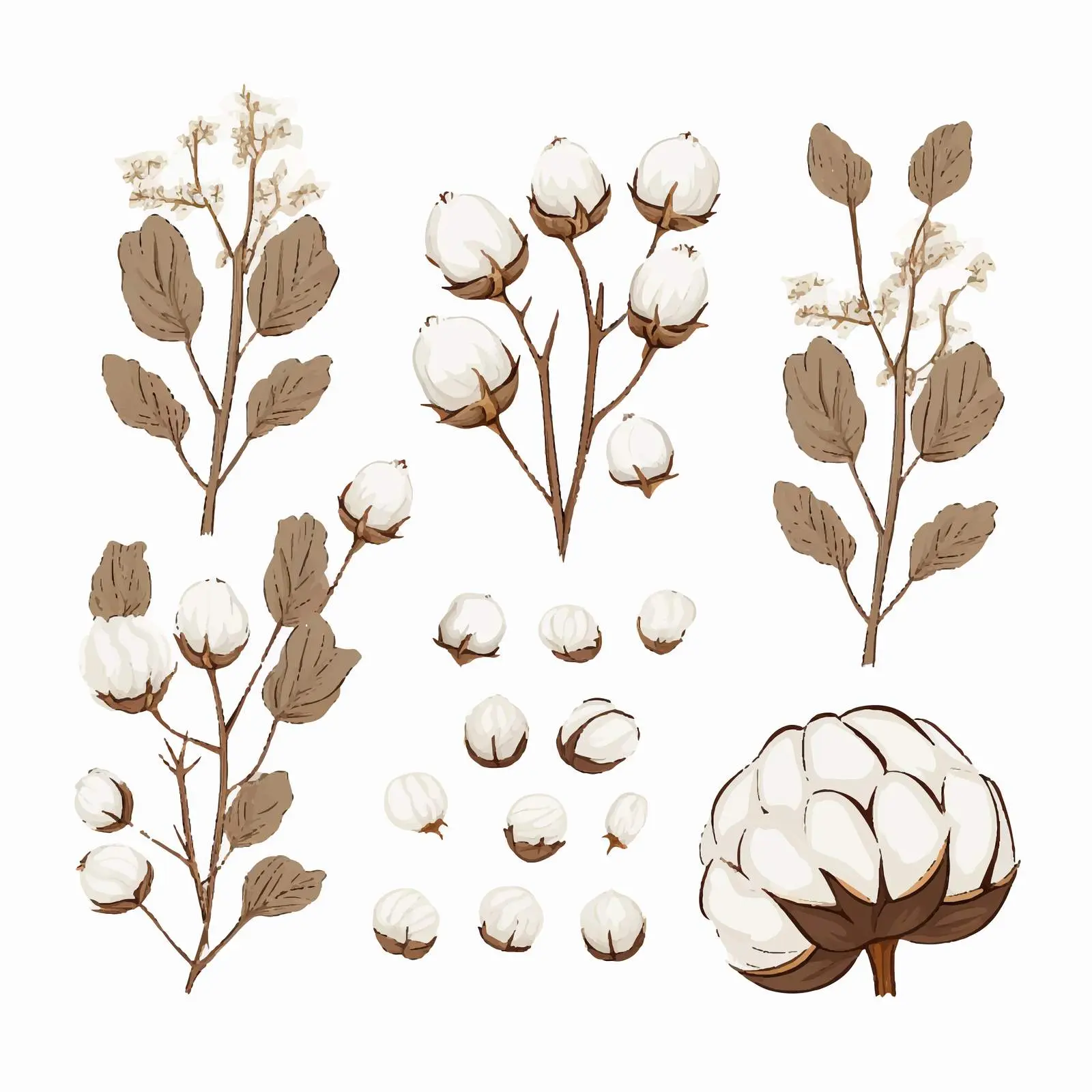 Cotton Line Vector Illustration on White Background — free download from Dotvec