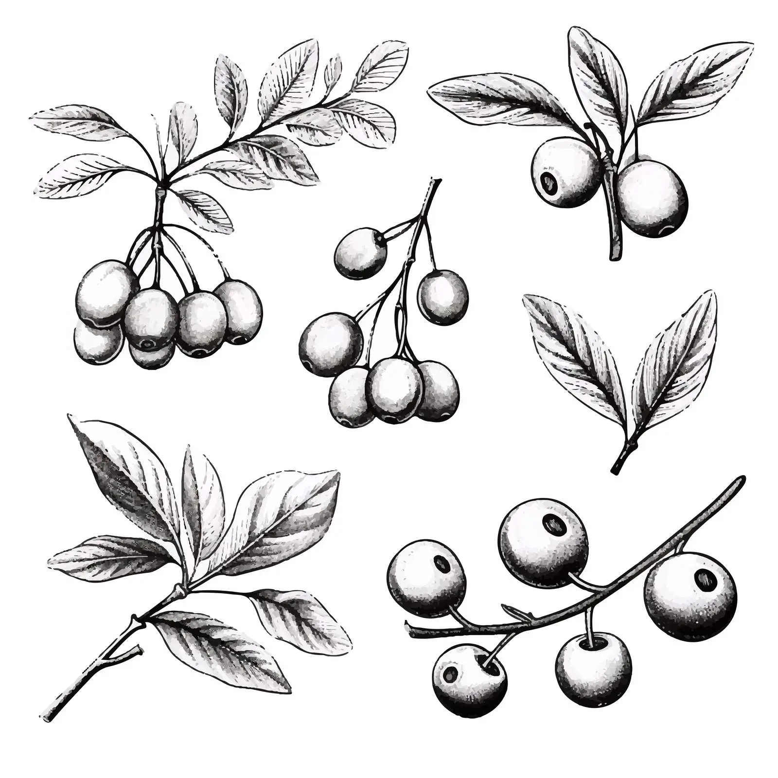 Hand Drawn Cranberry Branches and Berries Vector — free download from Dotvec