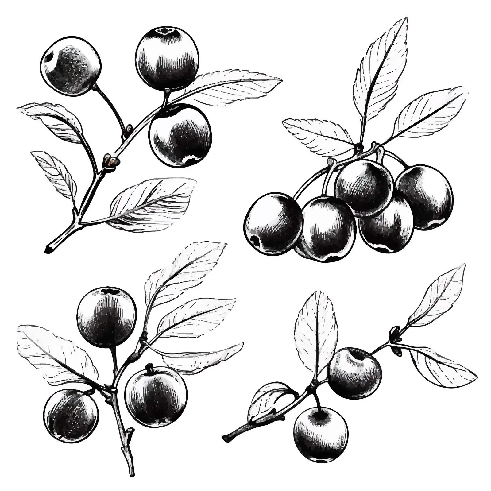 Hand-Drawn Cranberry Branches with Berries — free download from Dotvec