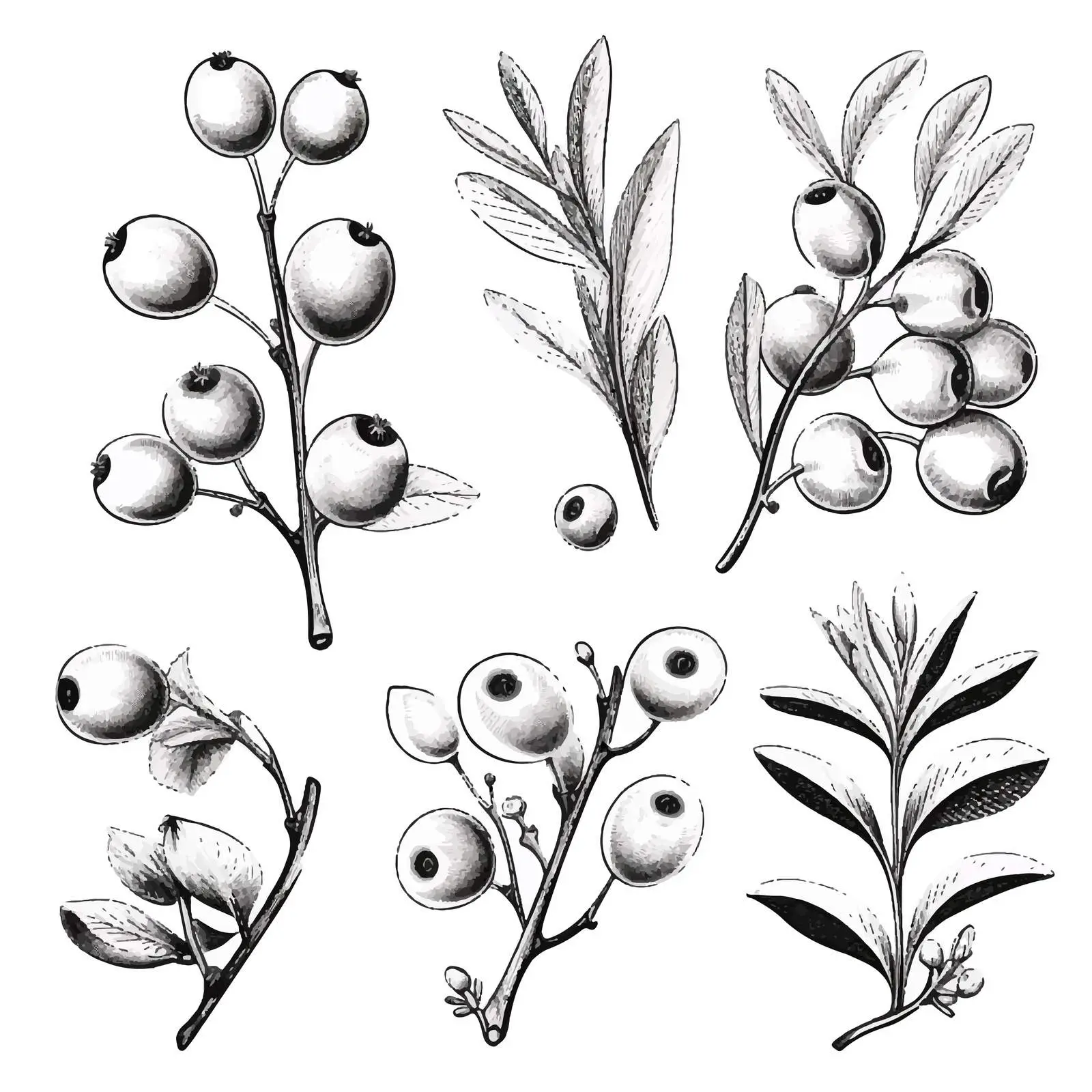 Hand Drawn Cranberry Branches and Berries Vectors — free download from Dotvec