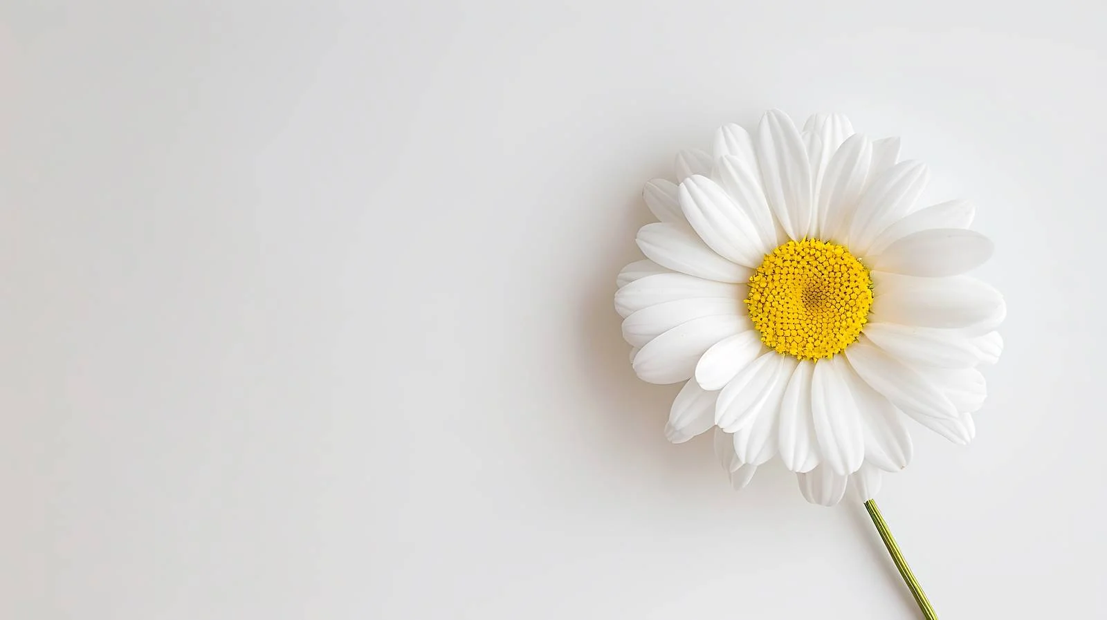 Elegant Daisy Flower Composition — free download from Dotvec