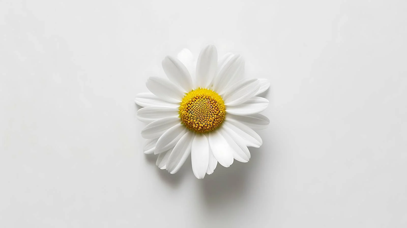 White Daisy Flower Layout — free download from Dotvec
