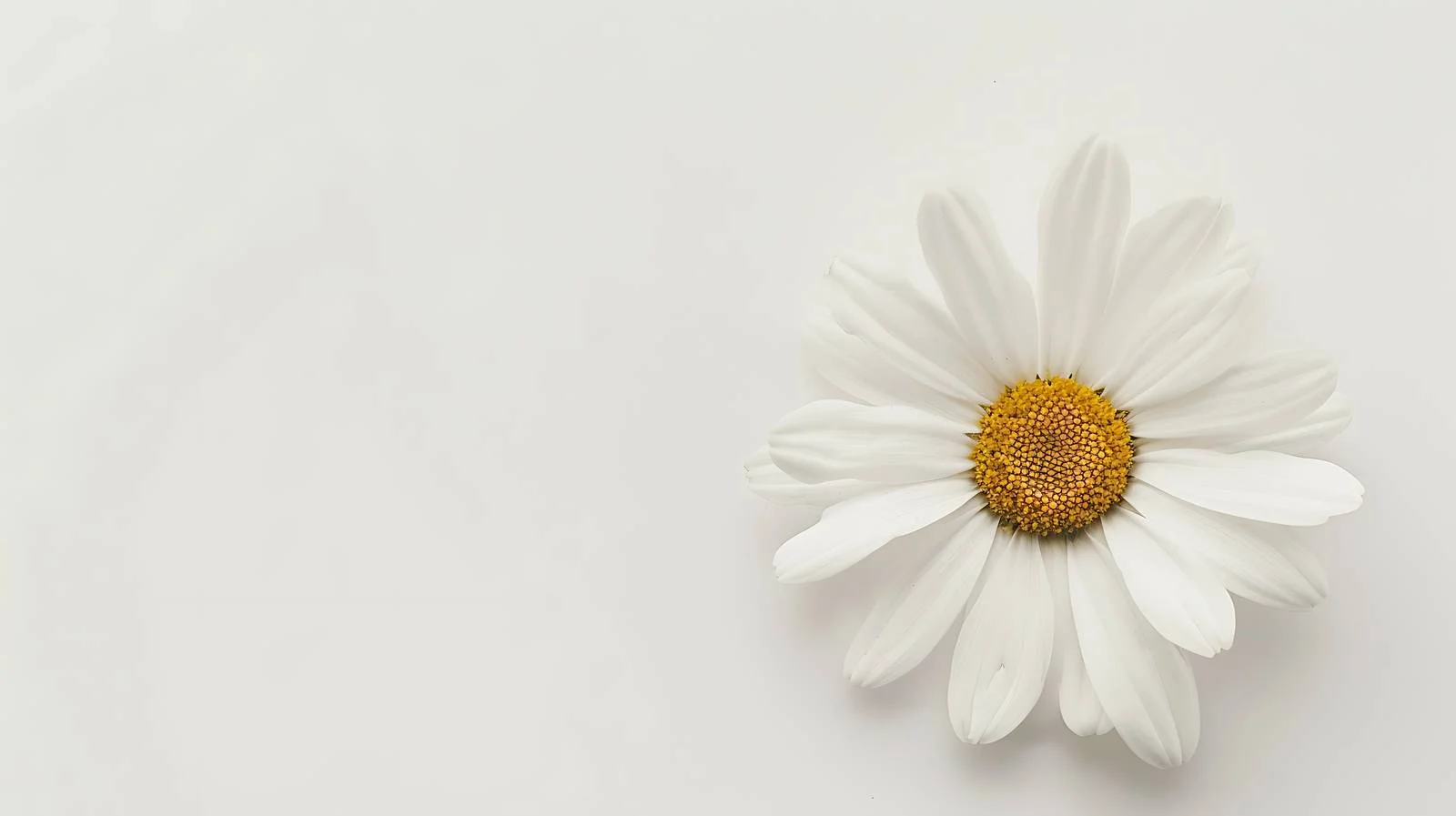 Elegant Daisy Flower Arrangement — free download from Dotvec