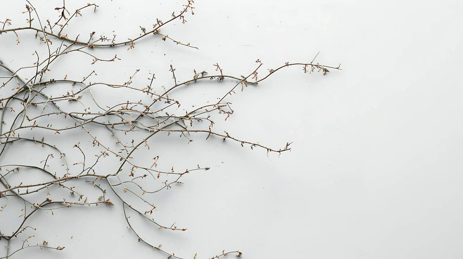 Creeper Branches on Grey Wall Isolated Background – free vine image from Dotvec