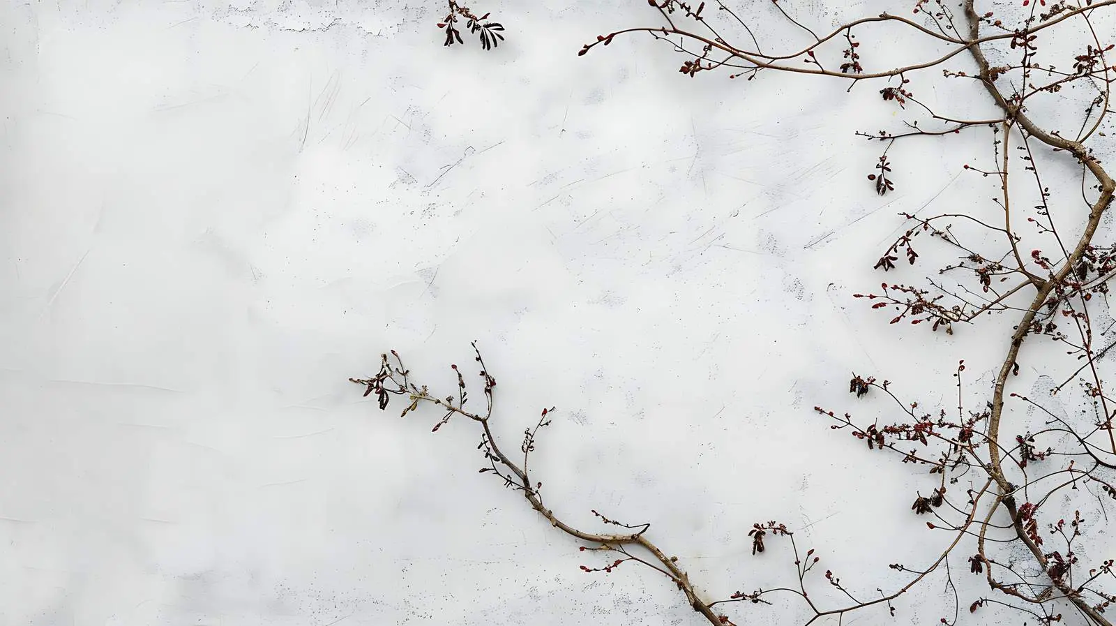 Creeper Branches on Grey Wall with Space — free download from Dotvec