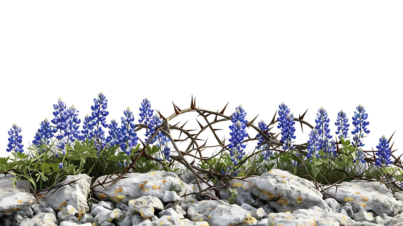 Succulent Crown of Thorns Amid Texas Bluebonnets — free download from Dotvec