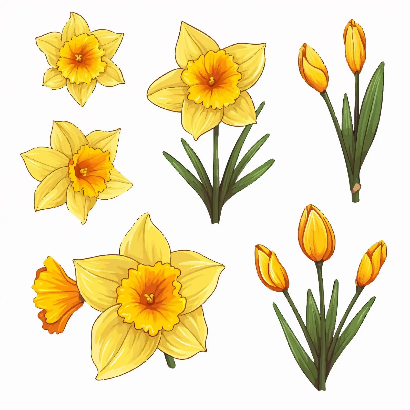 Daffodil Flower Line Art Vector Illustration — free download from Dotvec