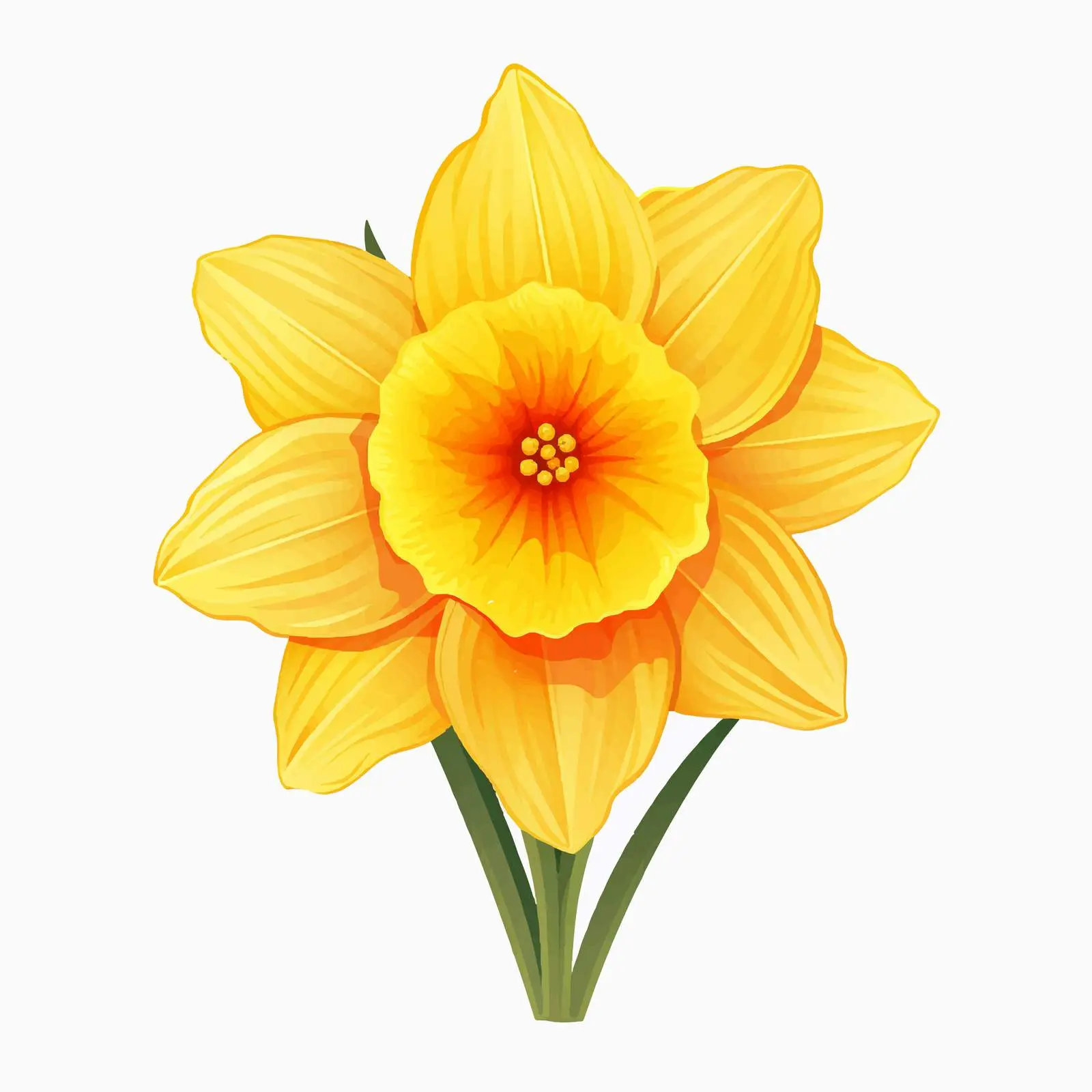 Daffodil Flower Vector Illustration on White Background — free download from Dotvec