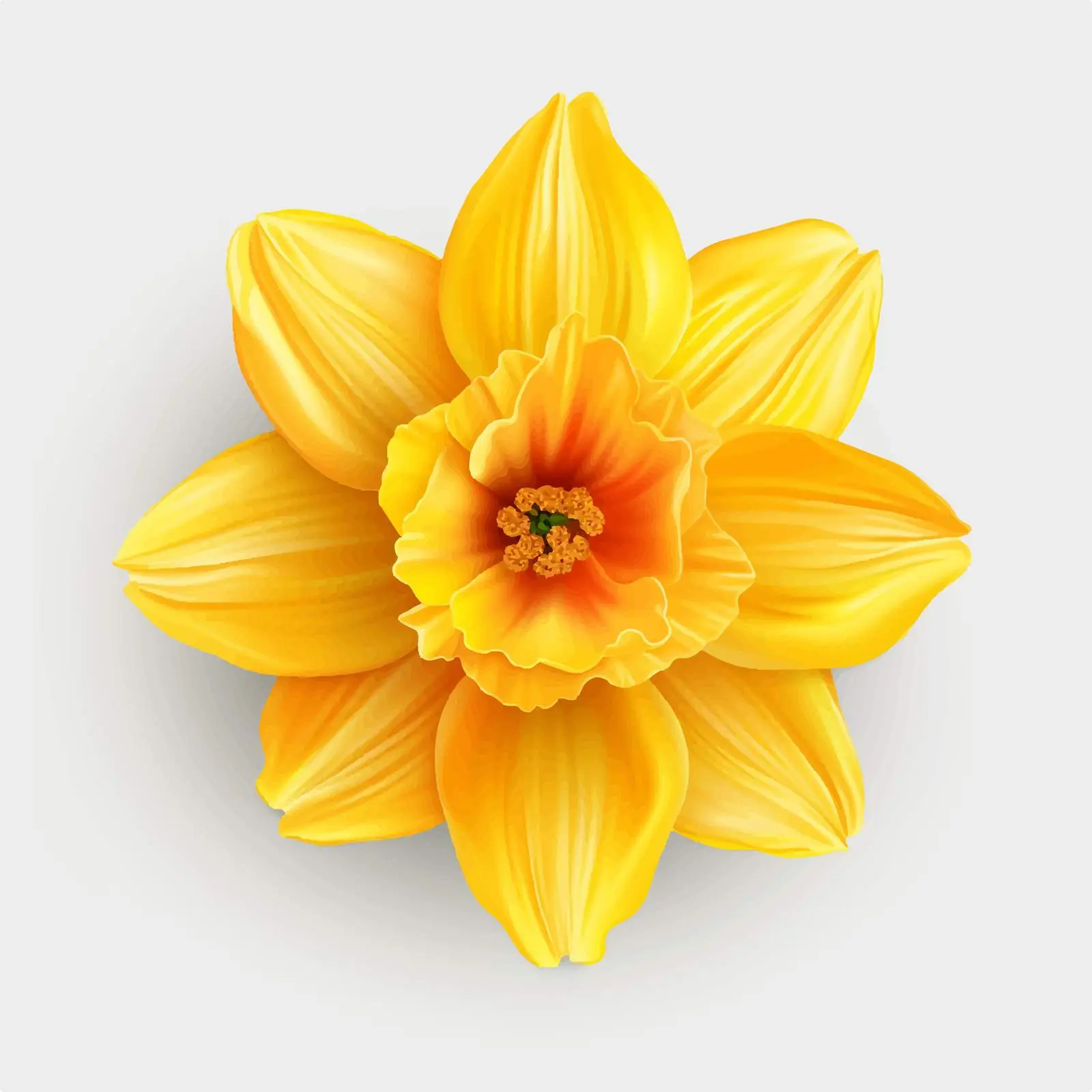 Daffodil Flower Vector Illustration on White Background — free download from Dotvec