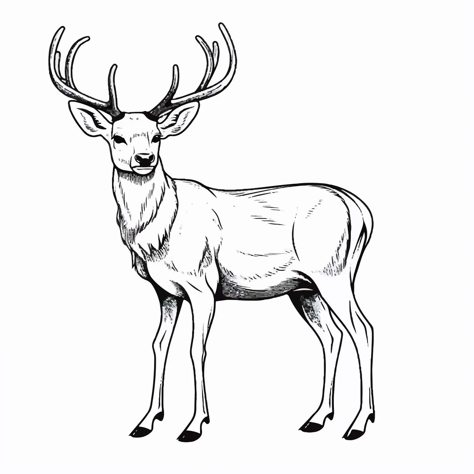 Cartoon Deer Line Vector Illustration — free download from Dotvec