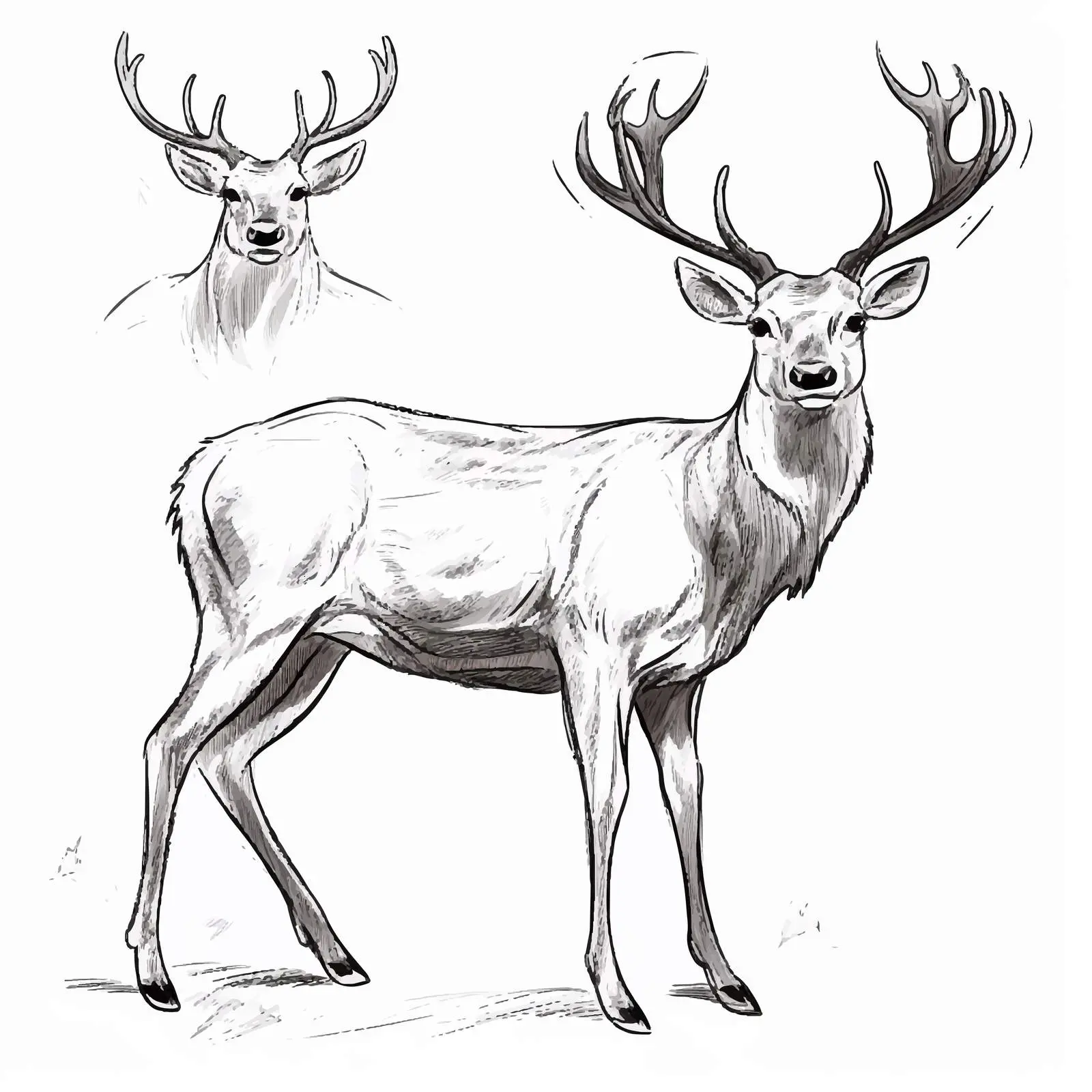Deer Sketch Vector Illustration on White Background — free download from Dotvec