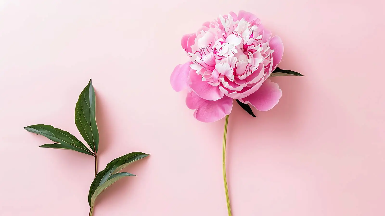 Delicate Pink Peony Flower on Pastel Background — free download from Dotvec