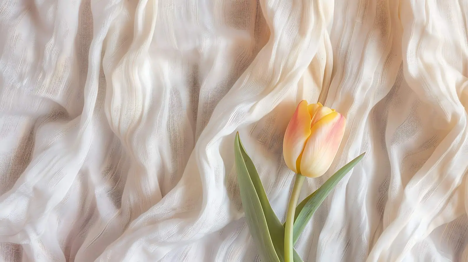 Delicate Yellow Tulip on Crumpled Linen Background – free expression image from Dotvec