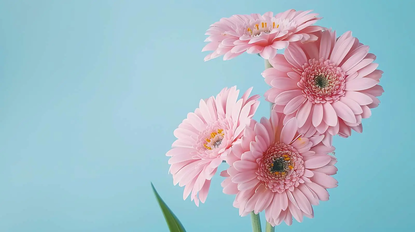 Delicate Pink Gerber Flower Bouquet on Blue Background — free download from Dotvec
