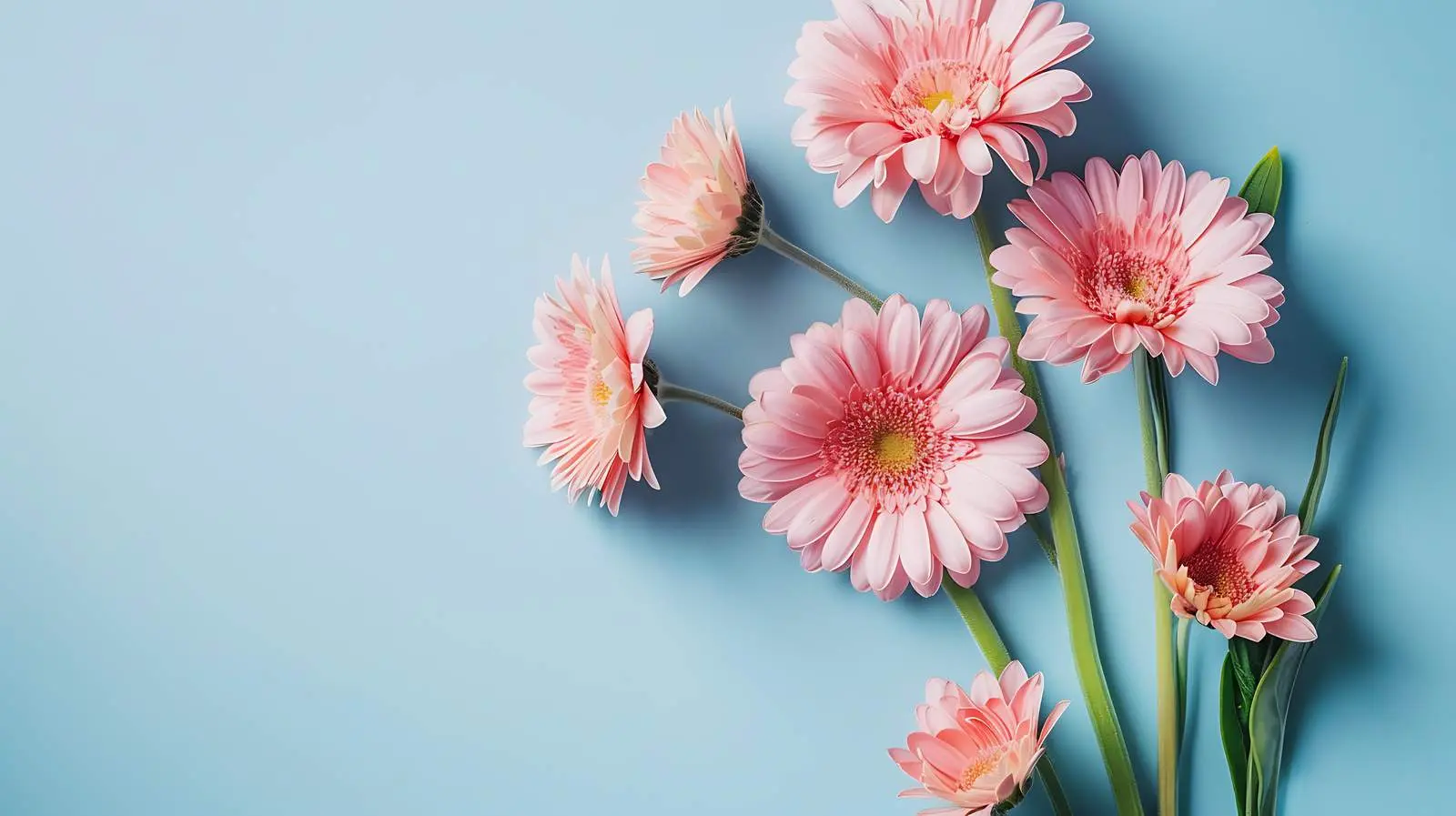 Delicate Pink Gerber Flowers Bouquet on Blue Background — free download from Dotvec