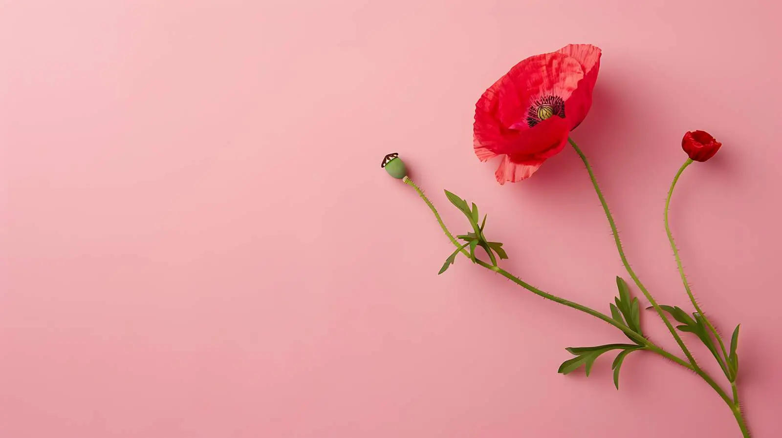 Delicate Red Poppy Stem and Bud on Pink Background — free download from Dotvec