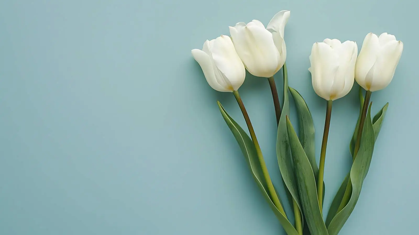 Delicate Tulip Flowers on Blue Background — free download from Dotvec