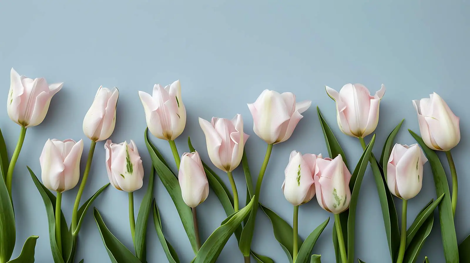 Delicate Tulip Flowers on Blue Background — free download from Dotvec
