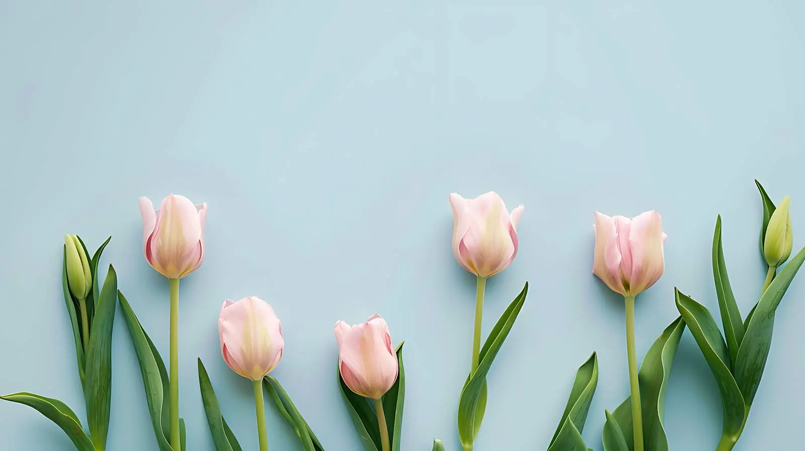 Delicate Tulip Flowers on Blue Background — free download from Dotvec