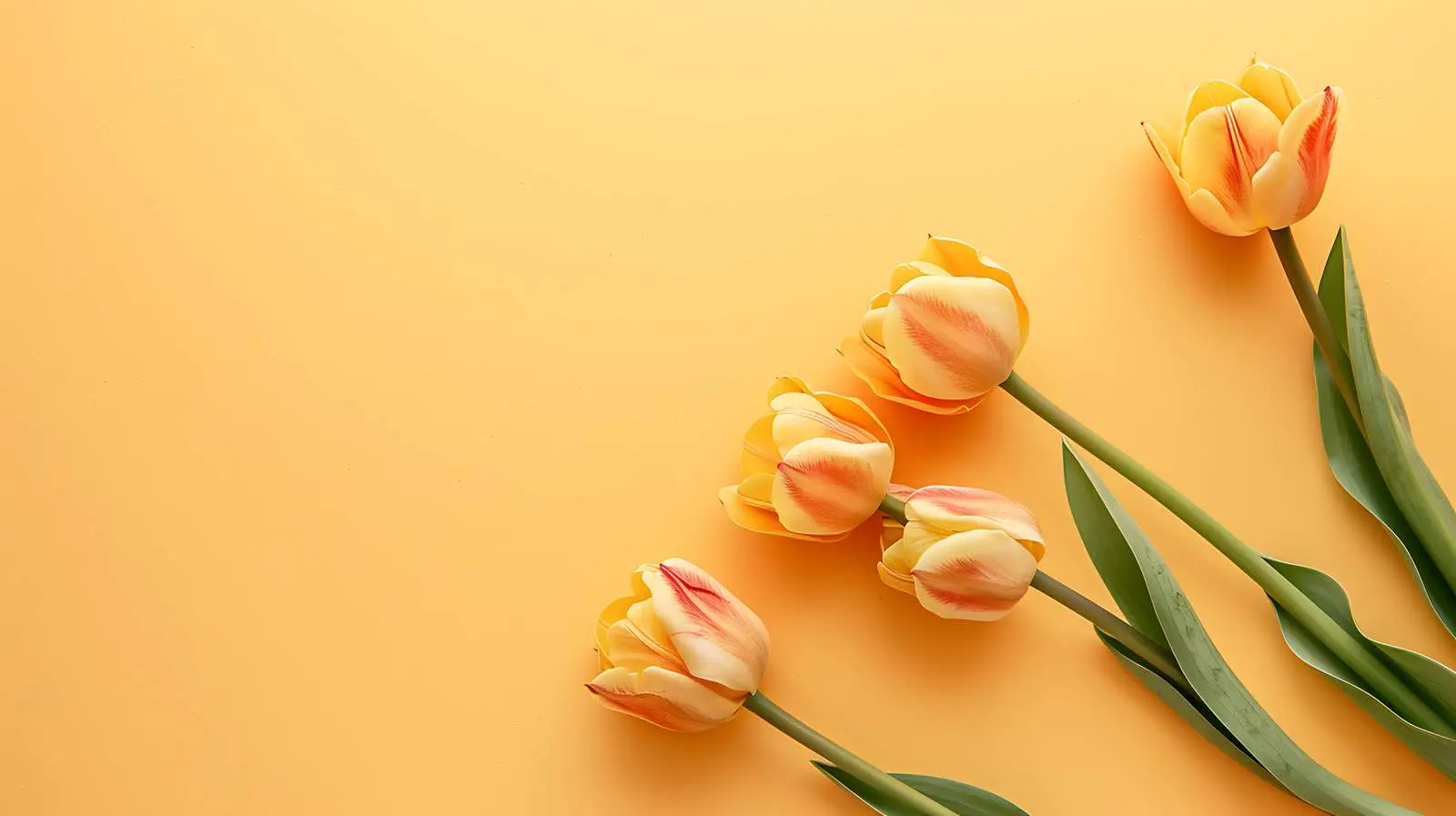 Delicate Tulip Flowers on Yellow Background – free tulips image from Dotvec