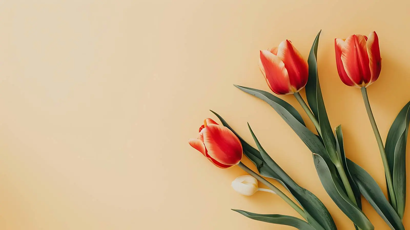 Delicate Tulip Flowers on Yellow Background — free download from Dotvec