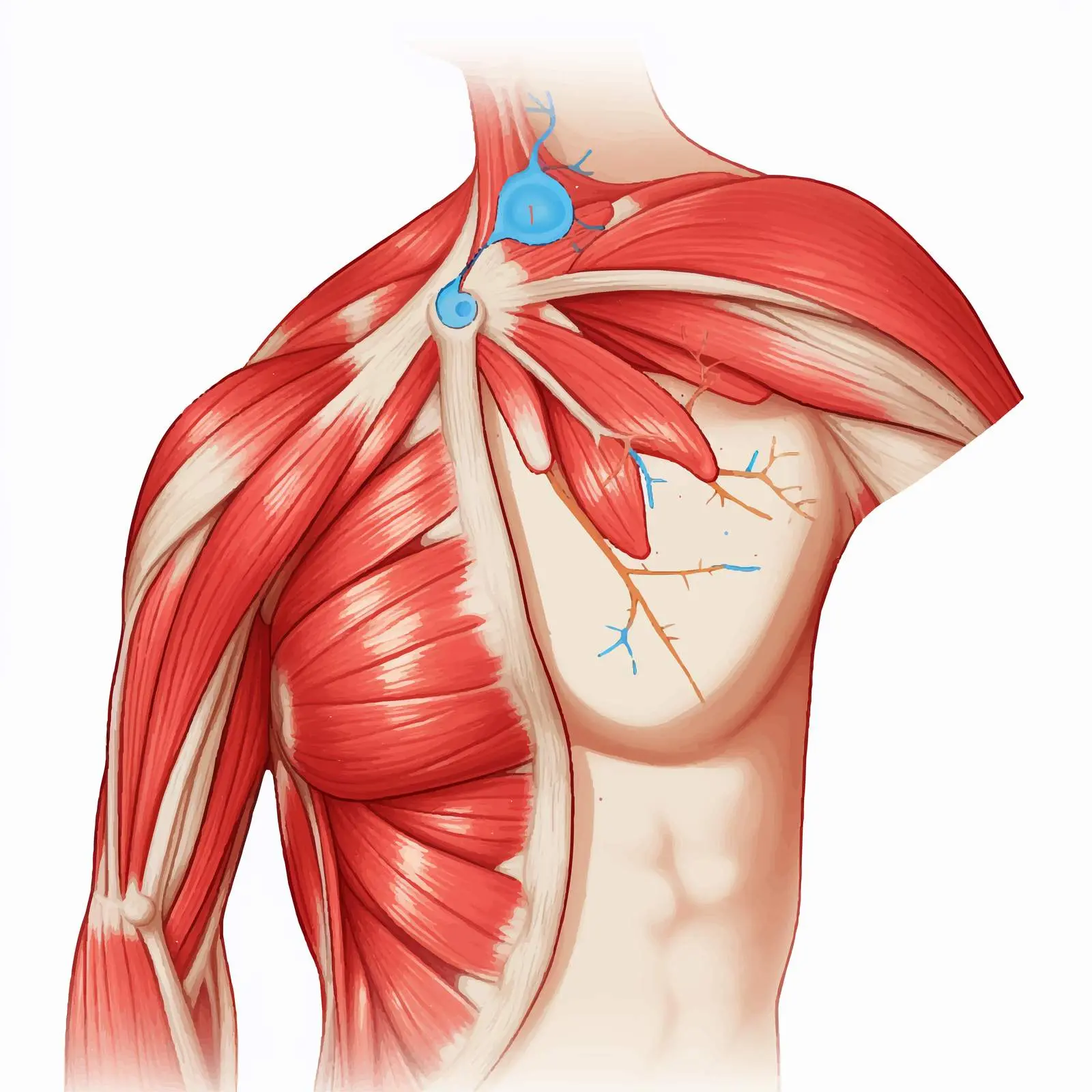 Shoulder Labrum Tears Detailed Vector Diagram — free download from Dotvec