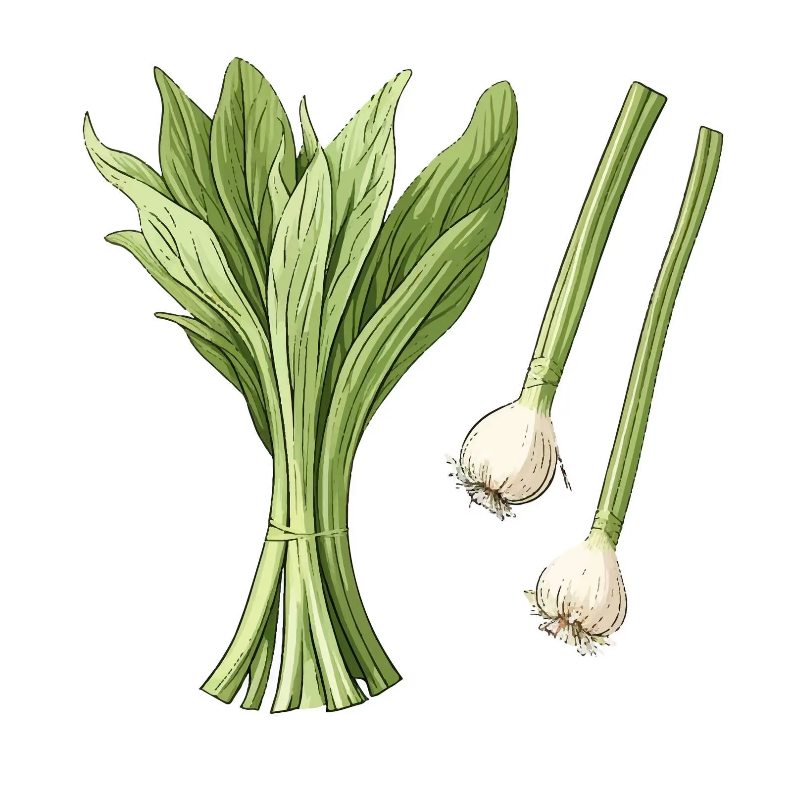 Fresh Organic Leek Leaves Vector Drawing — free download from Dotvec