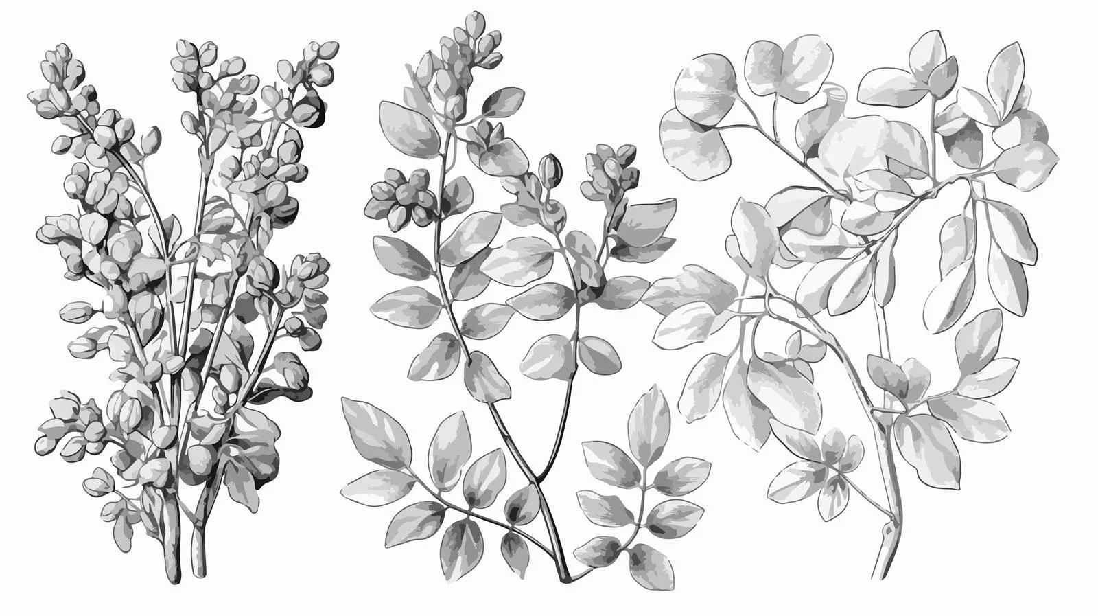 Exquisite Botanical Illustrations of Moringa Leaf — free download from Dotvec