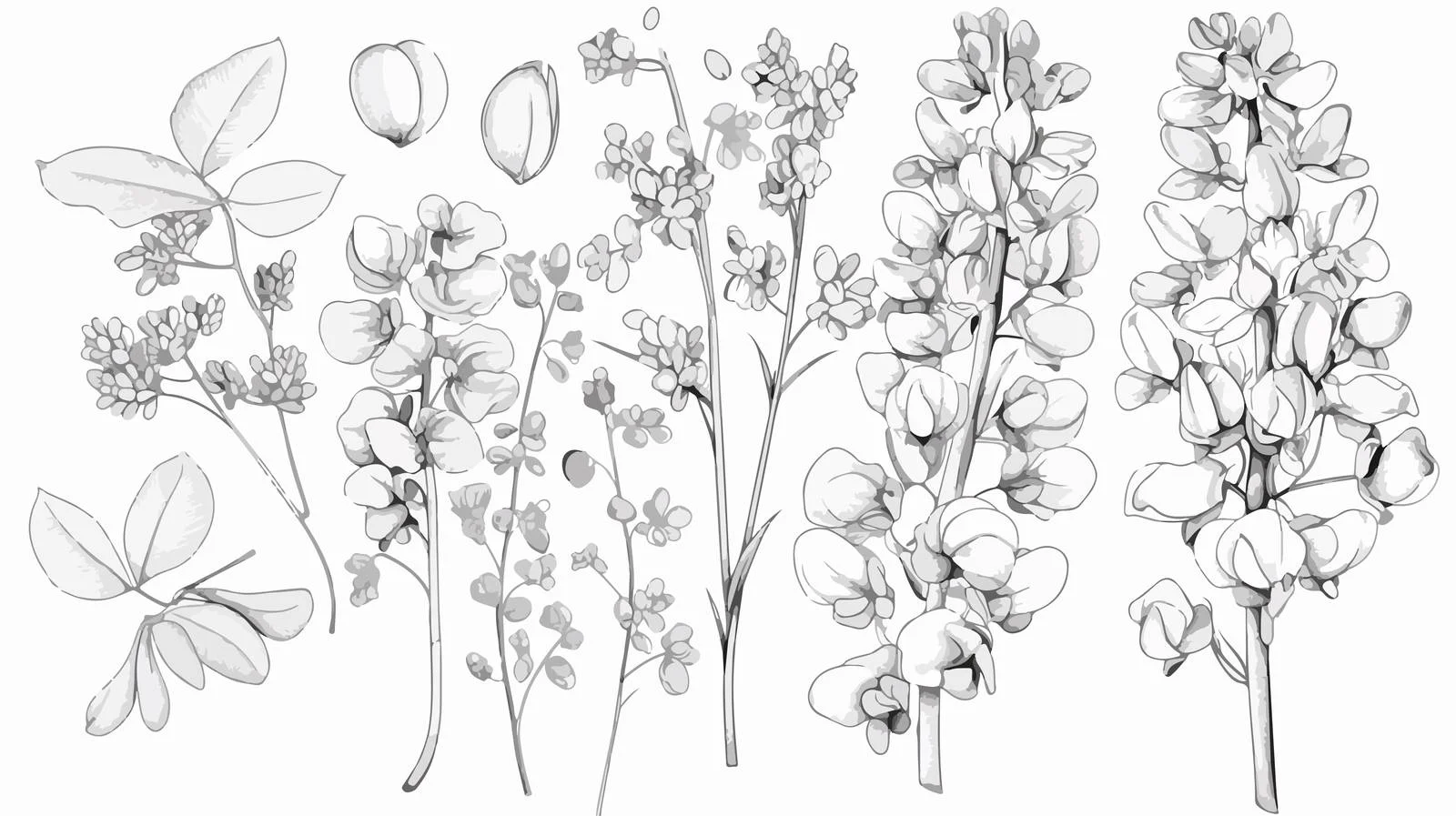 Exquisite Moringa oleifera Leaf Illustration — free download from Dotvec