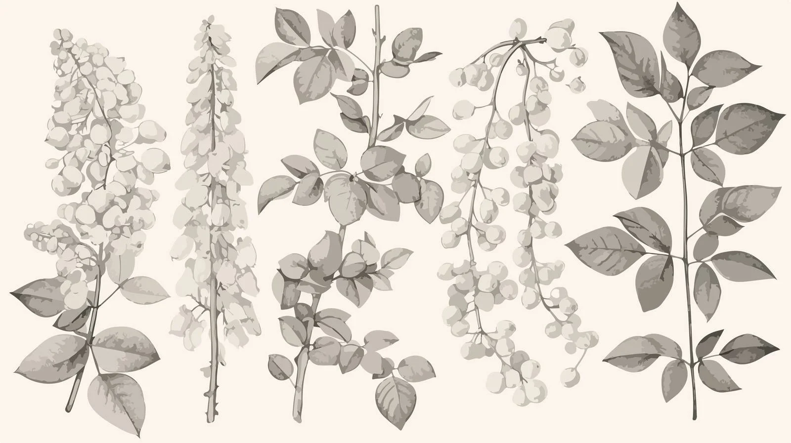 Exquisite Botanical Illustration of Moringa Leaves — free download from Dotvec