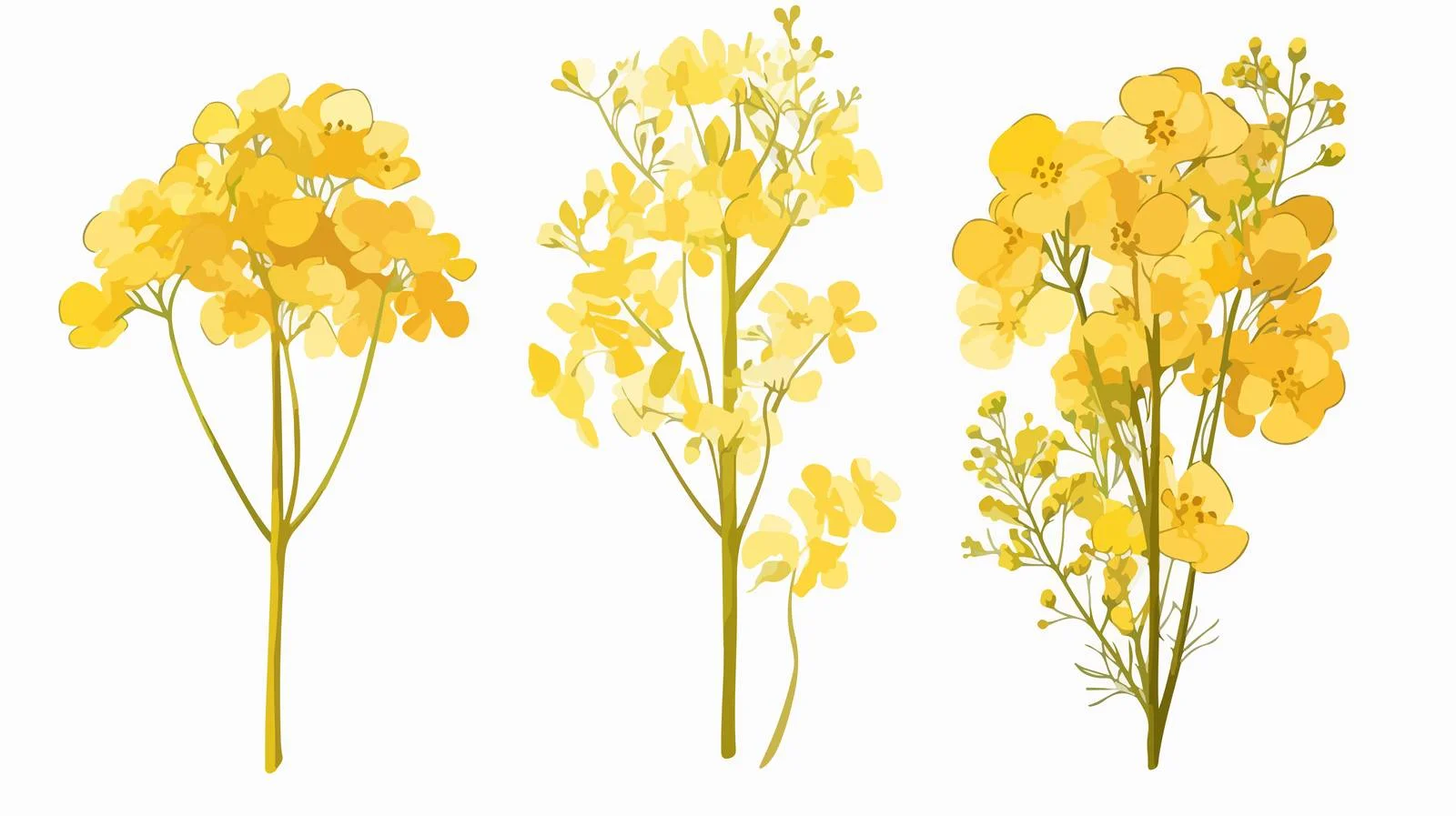 Botanical Illustrations of Rapeseed Flowers in Bloom — free download from Dotvec