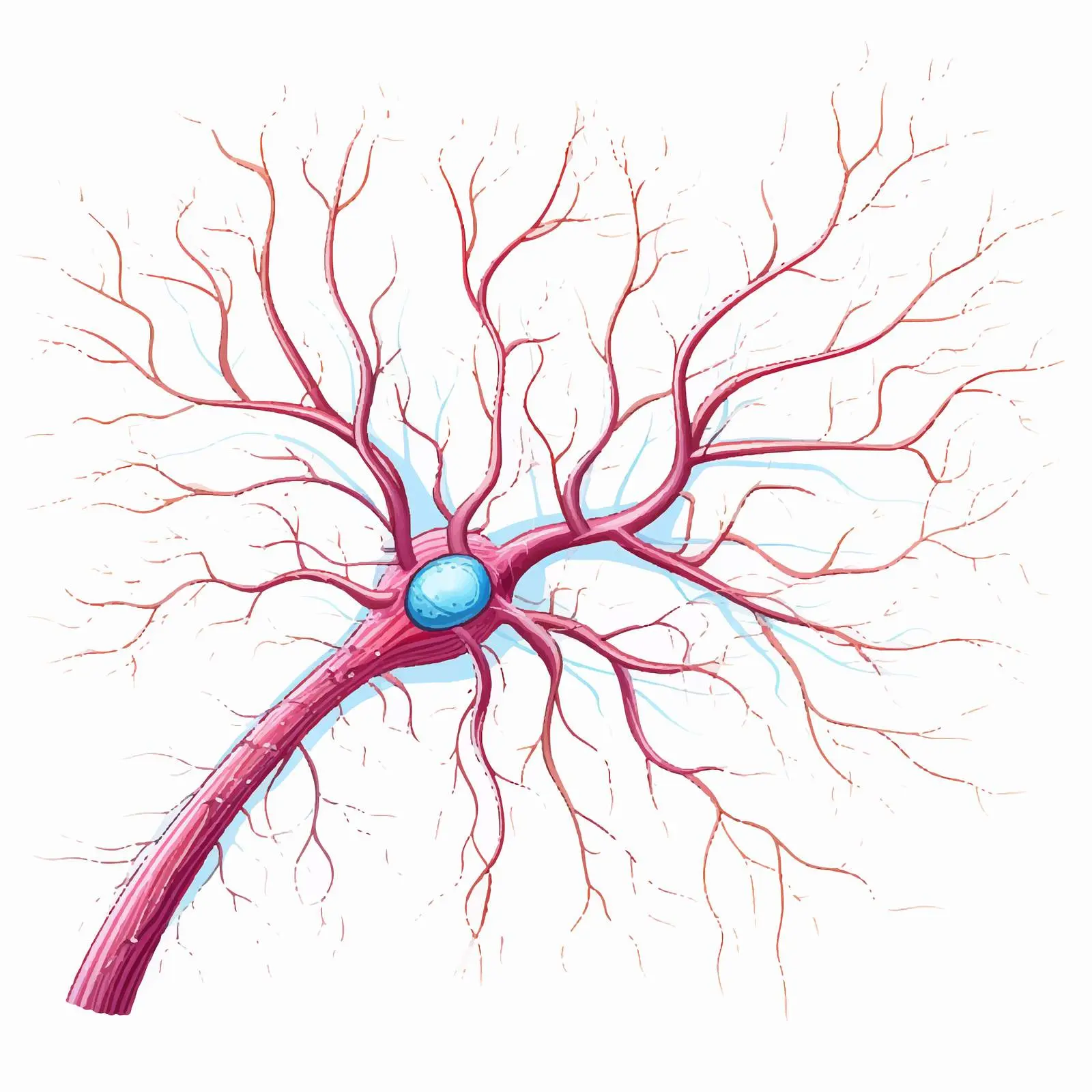 Neuron Anatomy Vector Illustration — free download from Dotvec